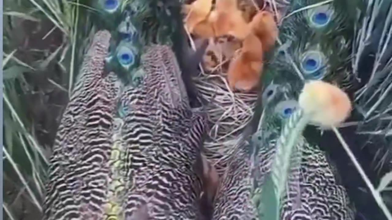 A pair of parent peacocks