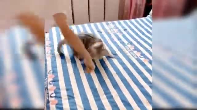 Cute and Funny Baby Cats