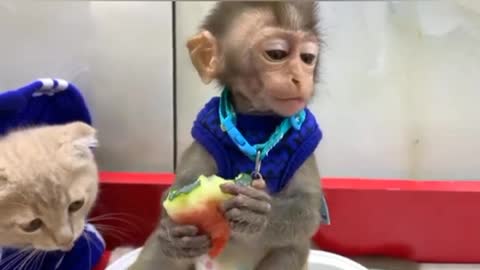 Cat and monkey in funny video