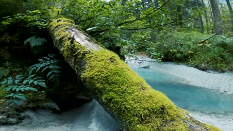 The Beautiful Scenery Inside A Forest