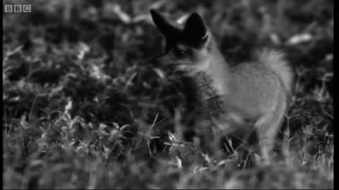 Bat-Eared Foxes Eat Beetle Juice | BBC Earth