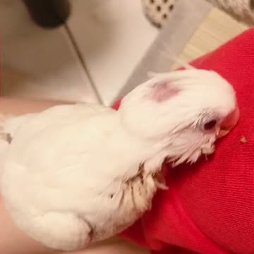 Minibuger cockatiel 1