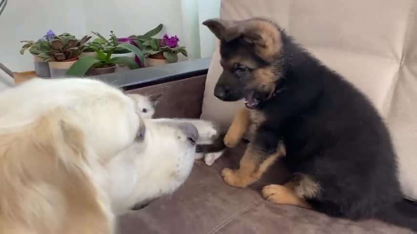 dog gets cat for birthday, absolutely loves it