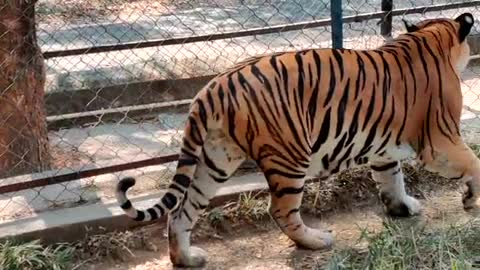 Zoo Tiger