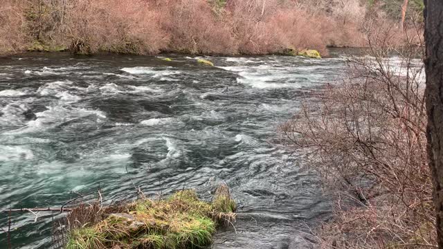 Beautiful Section of Wild Metolius River – Central Oregon