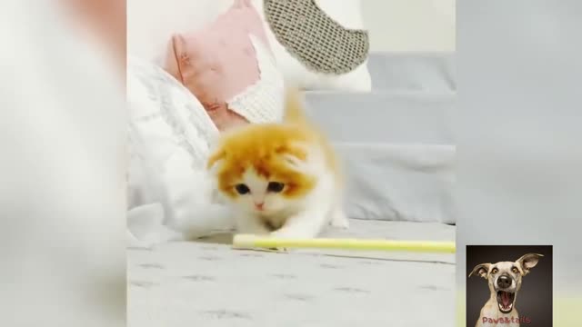 Trying Not To Laugh! Videos of cats, funny cats, cute animals