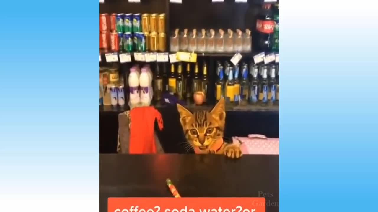 Funny cute cat# compilation