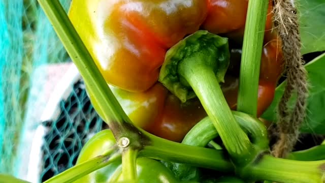 Why you don't need to go to grocery for produces | Vegetables Garden