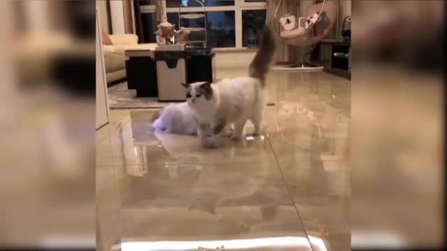 cute and funny cat videos compilition😀😀😀😀😀😀