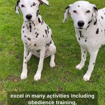 Meet the Dalmatian:A Look at the Breed's Unique Characteristics#shorts