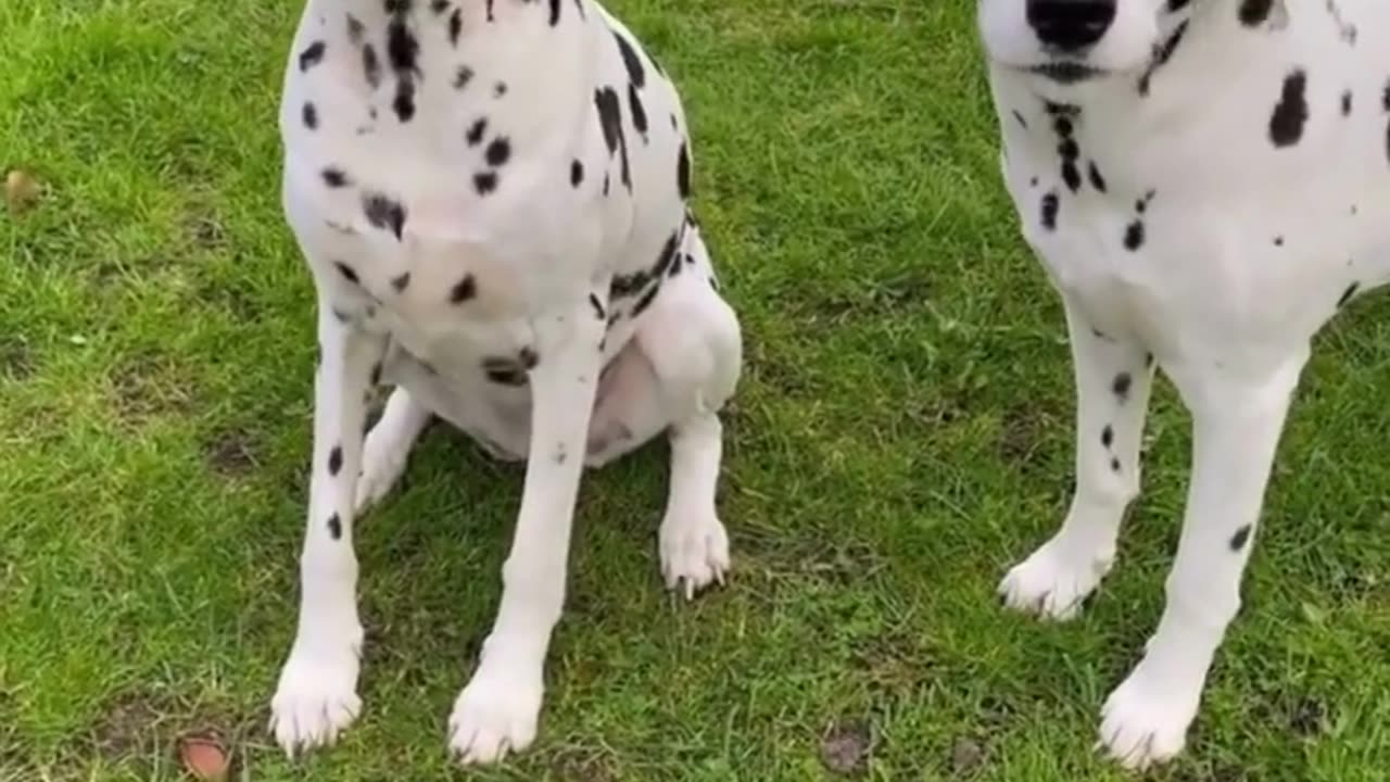 Meet the Dalmatian:A Look at the Breed's Unique Characteristics#shorts