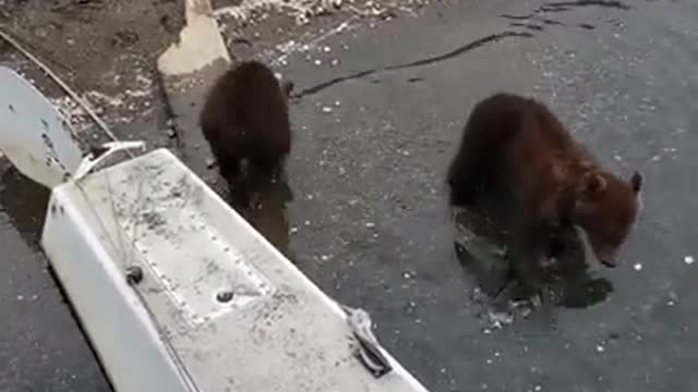 BABY BEARS PLAYING WHILE MOM GOES FOR FOOD