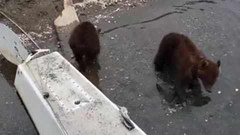 BABY BEARS PLAYING WHILE MOM GOES FOR FOOD