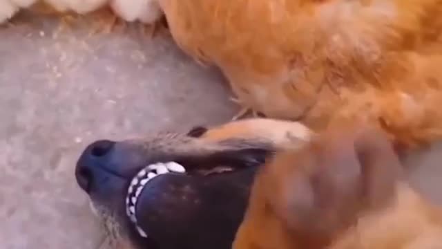 Dog Fell in Love with a Hen | Romance