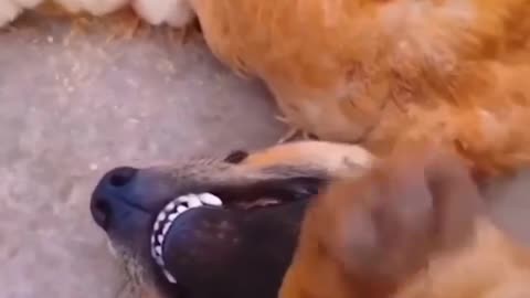 Dog Fell in Love with a Hen | Romance