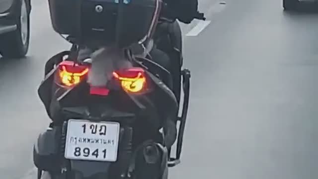 Doggie and Owner Speed Down Highway on Motorcycle