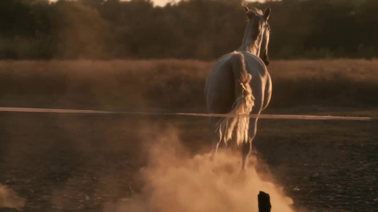 White and brown horses running together on dusty ground while grazing in paddock on sunny day