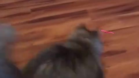 Cat Vs Laser Pointer