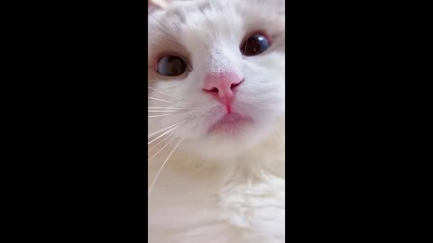 cute cat