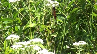 Beautiful Monarch Butterfly