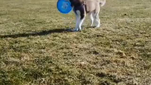 Stubborn Husky Dog Videos 😁😇 Best Funny Animal Videos 2022 😺 Funny Dog Videos 2022 😁