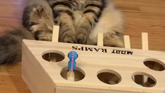 Cute and Funny Cat Videos Compilation - PART 124