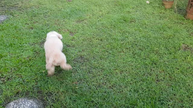 Dog catching chicken
