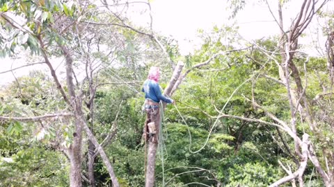 Top de l'Arbre