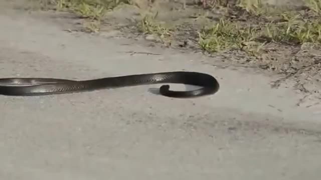 This Is The Best Dancing Snake Ever Funny Animals