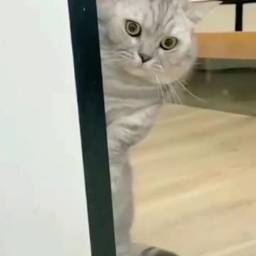Funny Cats Face