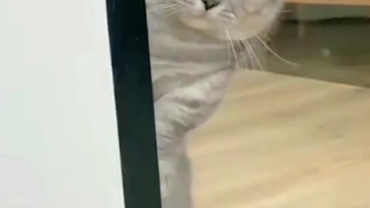 Funny Cats Face