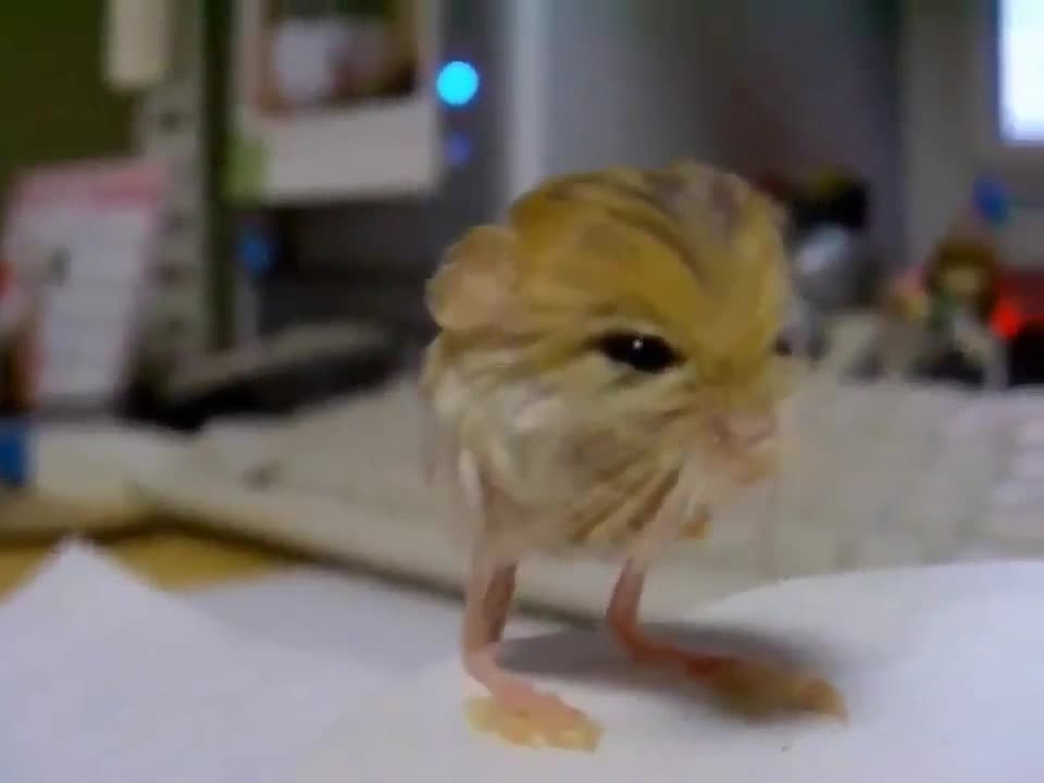 Big feet Jerboa