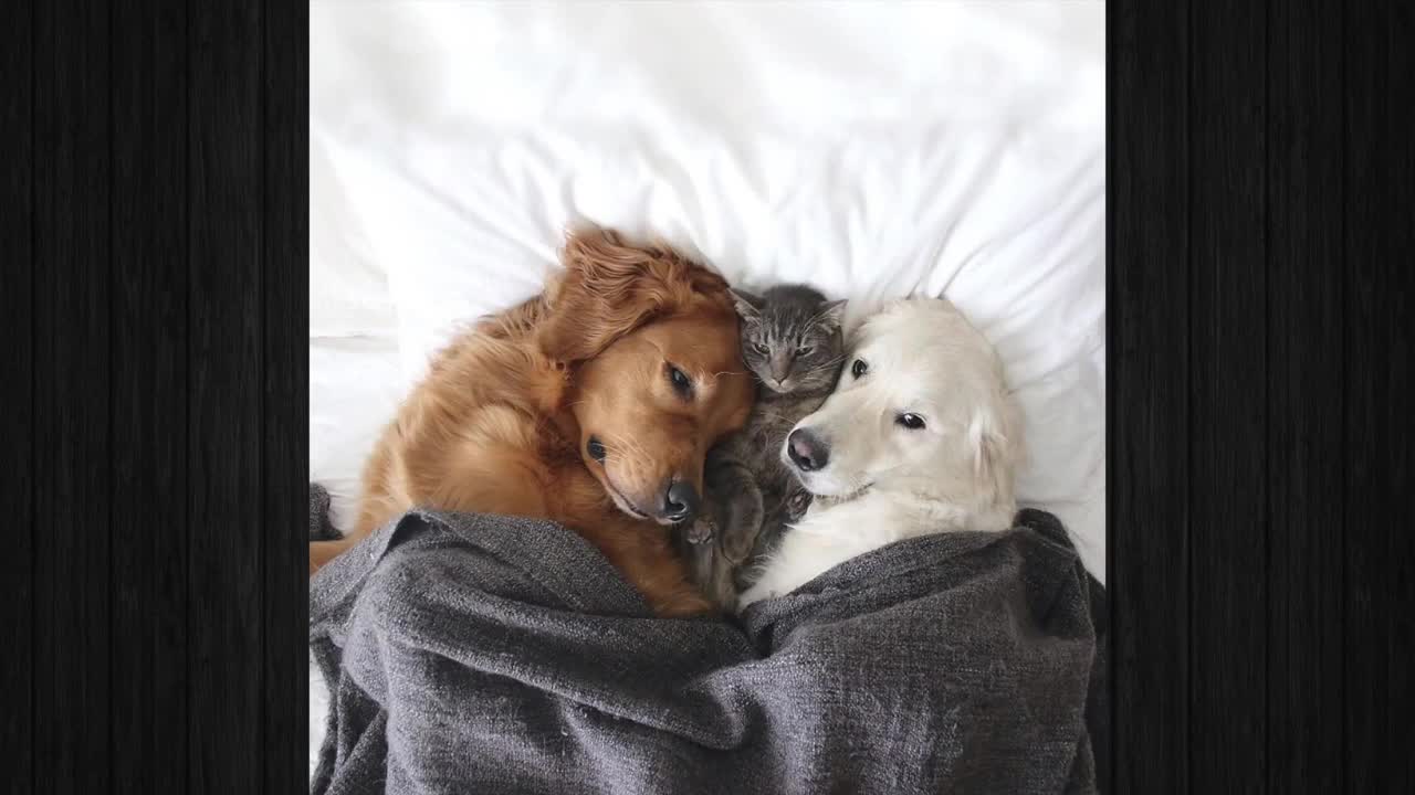 Meet Three Best Friends – Two Dogs And A Cat Who Love Doing Everything Together