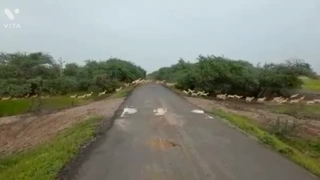 Thousands of blackbucks crossing road 😱