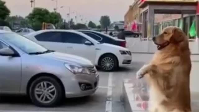 🤣 SMART FUNNY DOGS 🐶 😻 CATS TOP SHORTS CUTEST SUPER PETS ANIMALS _WATCH UNTIL END 🤣