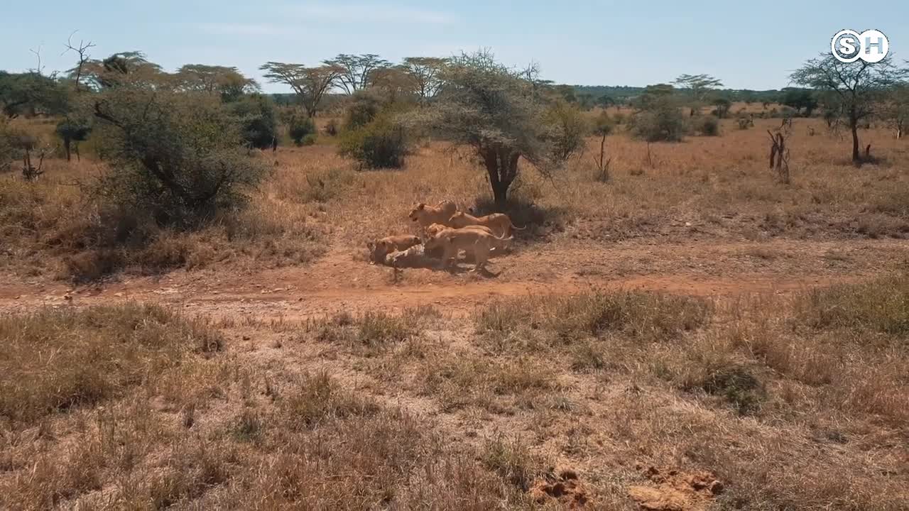Cheetah Attacks Zebra _ Cheetahs _ #SHAnimals #wildanimals