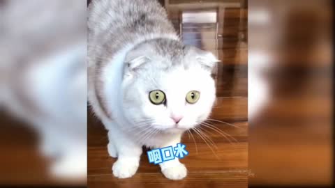Cat is surprised 😂😂😂😂