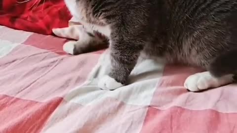 If you like cats, it's because you want to love someone