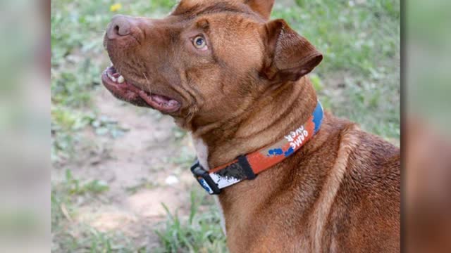 Una perrita pitbull fue abandonada por su familia de años por ser “muy grande”