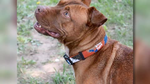 Una perrita pitbull fue abandonada por su familia de años por ser “muy grande”