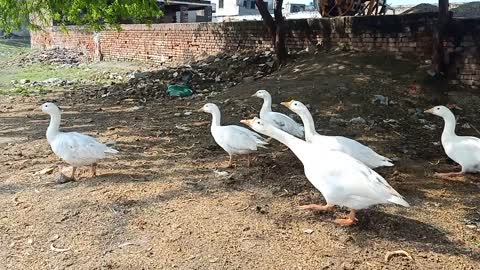 The Ducks create beautiful scene Must watch they are searching food for us Amazingly.