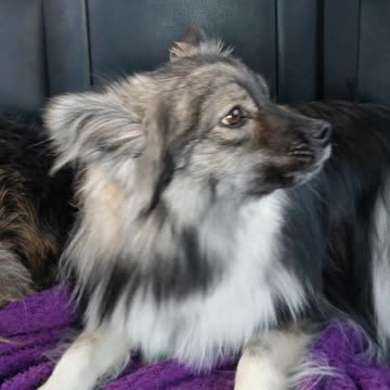 Adorable fluffy puppy sings his heart out during road trip