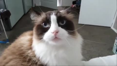 Cat Says NO To His Owner