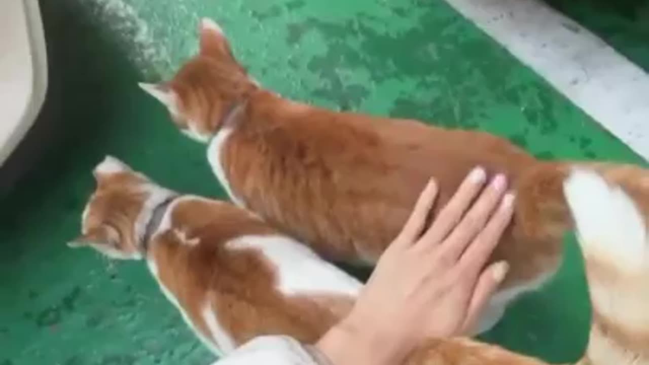 twin cats get along well