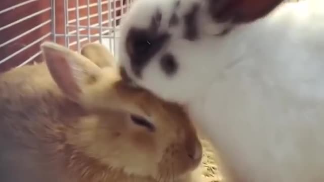 Funny and Cute Baby Bunny Rabbit Videos - Baby Animal Video Compilation (2019)_p14