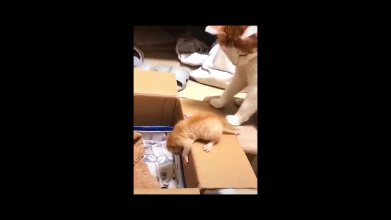 cat is playing with his kid