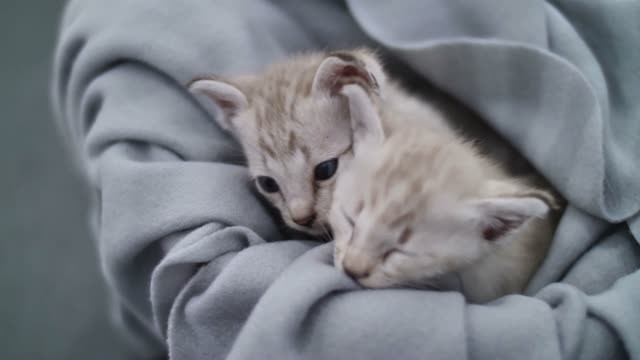 White cute kitties on blanket