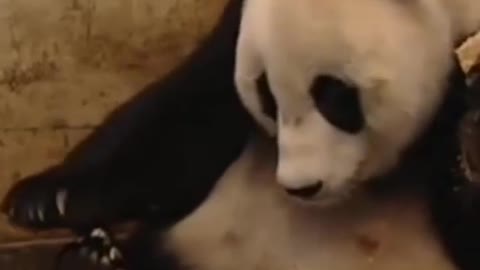 Baby panda scared