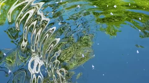 Tree reflected in a pond