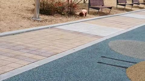 Dog playing on the playground
